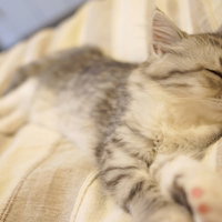 毛布の上でぐっすり眠る縞模様の子猫の写真