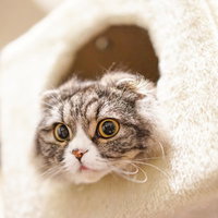 白いトンネル型ハウスから顔を出すスコティッシュフォールドの写真