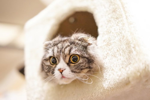 白いトンネル型ハウスから顔を出すスコティッシュフォールド