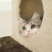 猫タワーの穴から顔を出す灰白の子猫の写真