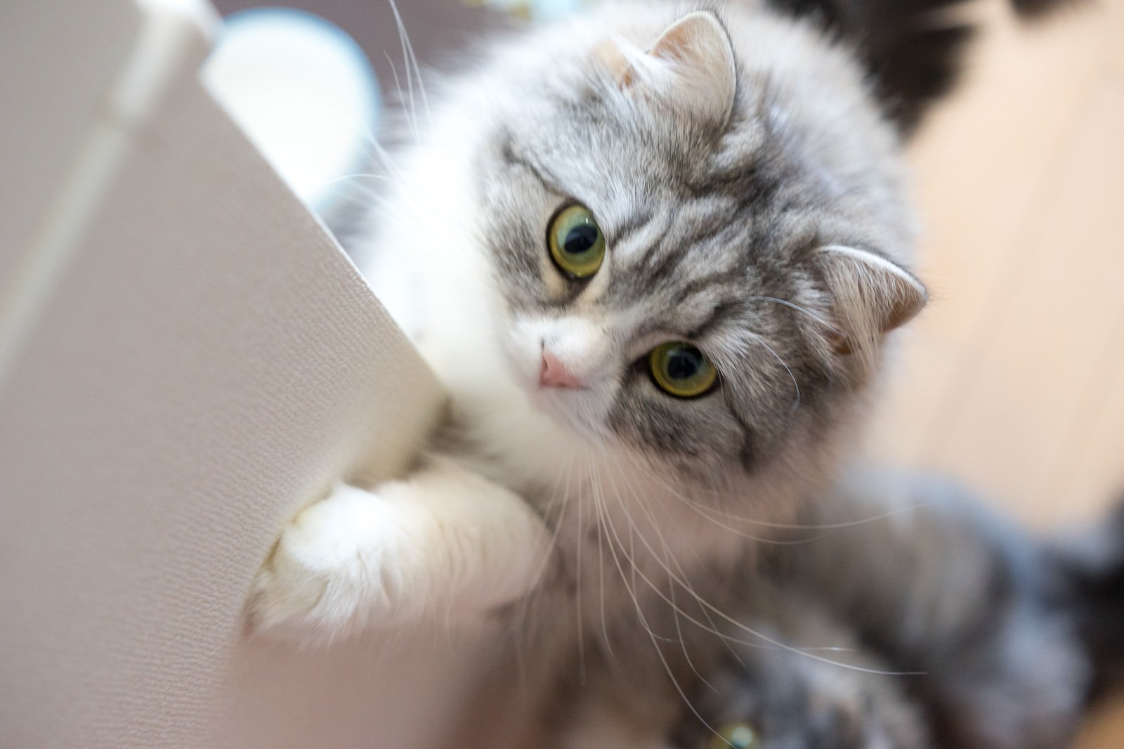 灰色と白い毛並みの子猫が頭を傾けてカメラを見つめている