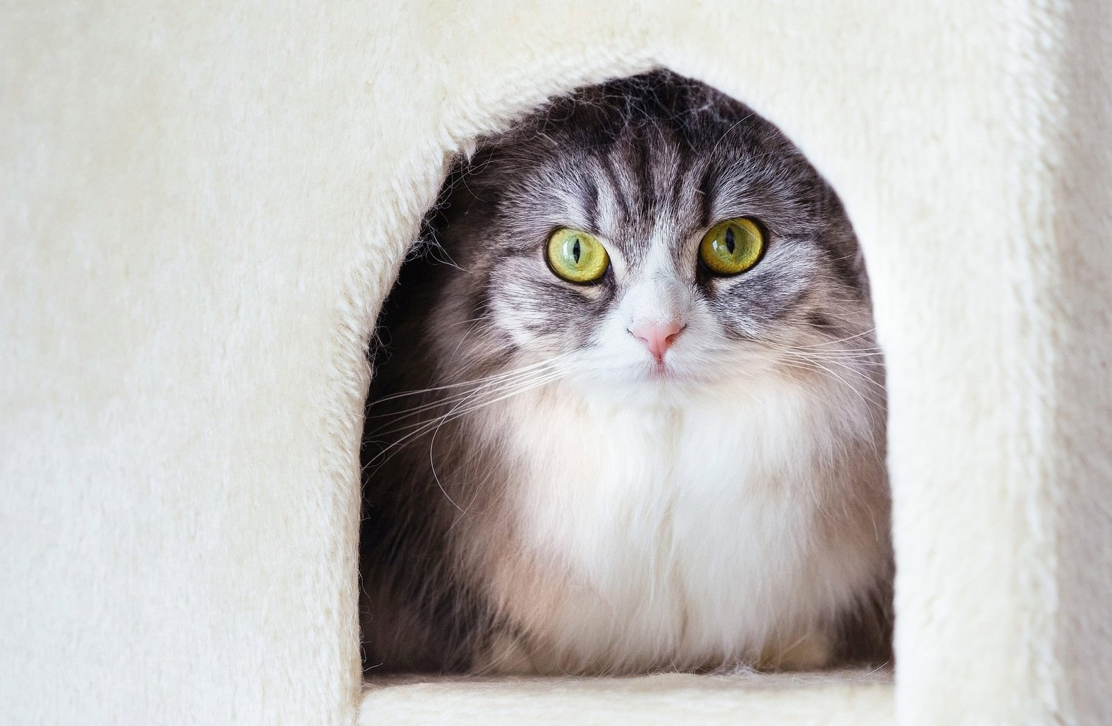 猫タワーのボックスから黄色い目で見つめるスコティッシュフォールド