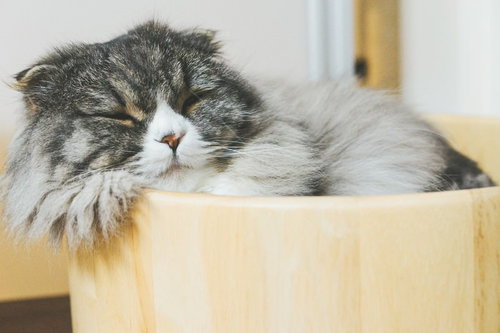 猫桶で気持ちよく寝てるオス猫、スコティッシュフォールドの熟睡の写真