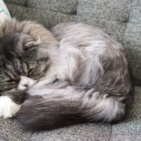 グレーのソファーで丸くなって爆睡するスコティッシュフォールドのオス猫の写真