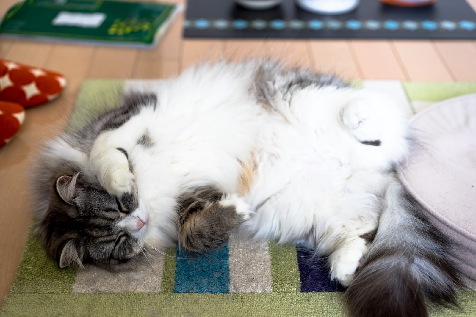 ストライプ柄のマットの上に仰向けで寝転がるスコティッシュフォールドの猫
