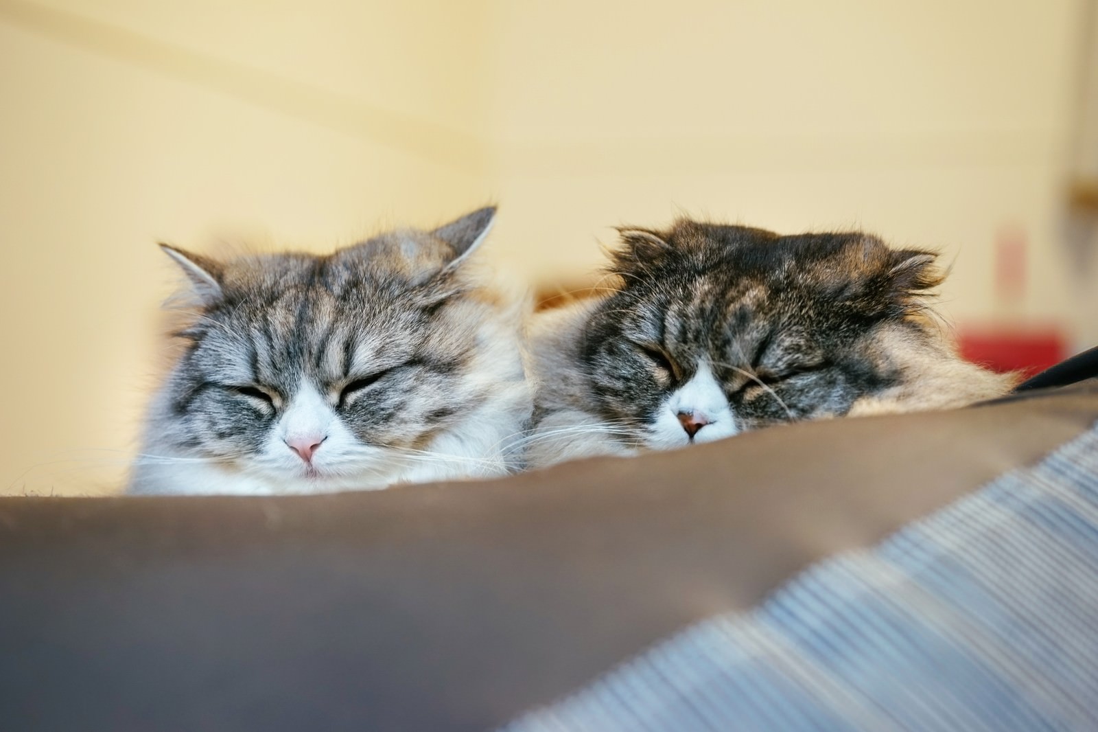 二匹の猫が並んで寄り添いながら目を閉じて寝ている
