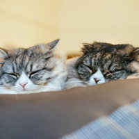 二匹で仲良く寄り添って熟睡する猫たち、穏やかな寝顔の写真