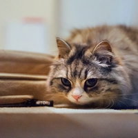 獲物を狙ってソファーに伏せるメス猫（スコティッシュフォールド）の写真