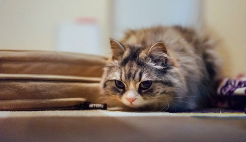 獲物を狙ってソファーに伏せるメス猫（スコティッシュフォールド）の写真