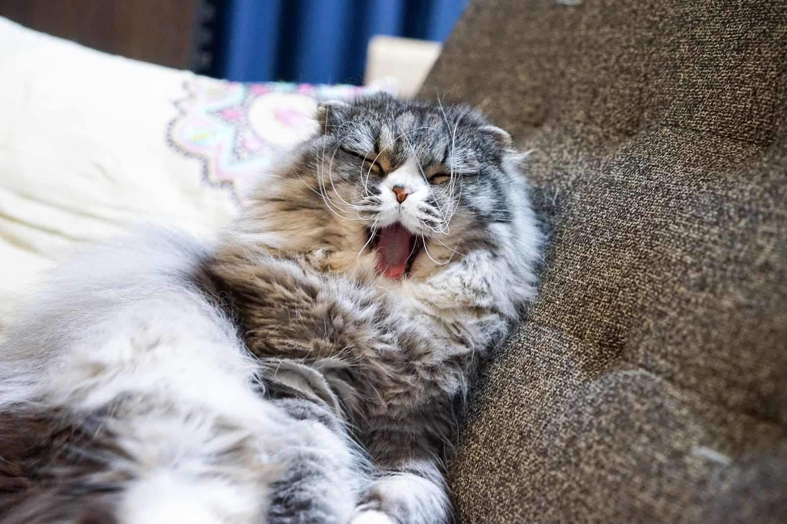 ソファーで口を大きく開けてあくびをするスコティッシュフォールドの猫