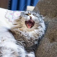 退屈すぎてあくびが止まらないスコティッシュフォールドの写真