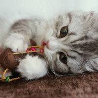 ねずみのおもちゃとじゃれるスコティッシュフォールドの写真