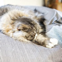 昼間からソファーで寝転がるスコティッシュフォールドの猫の写真