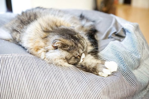 昼間からソファーで寝転がるスコティッシュフォールドの猫