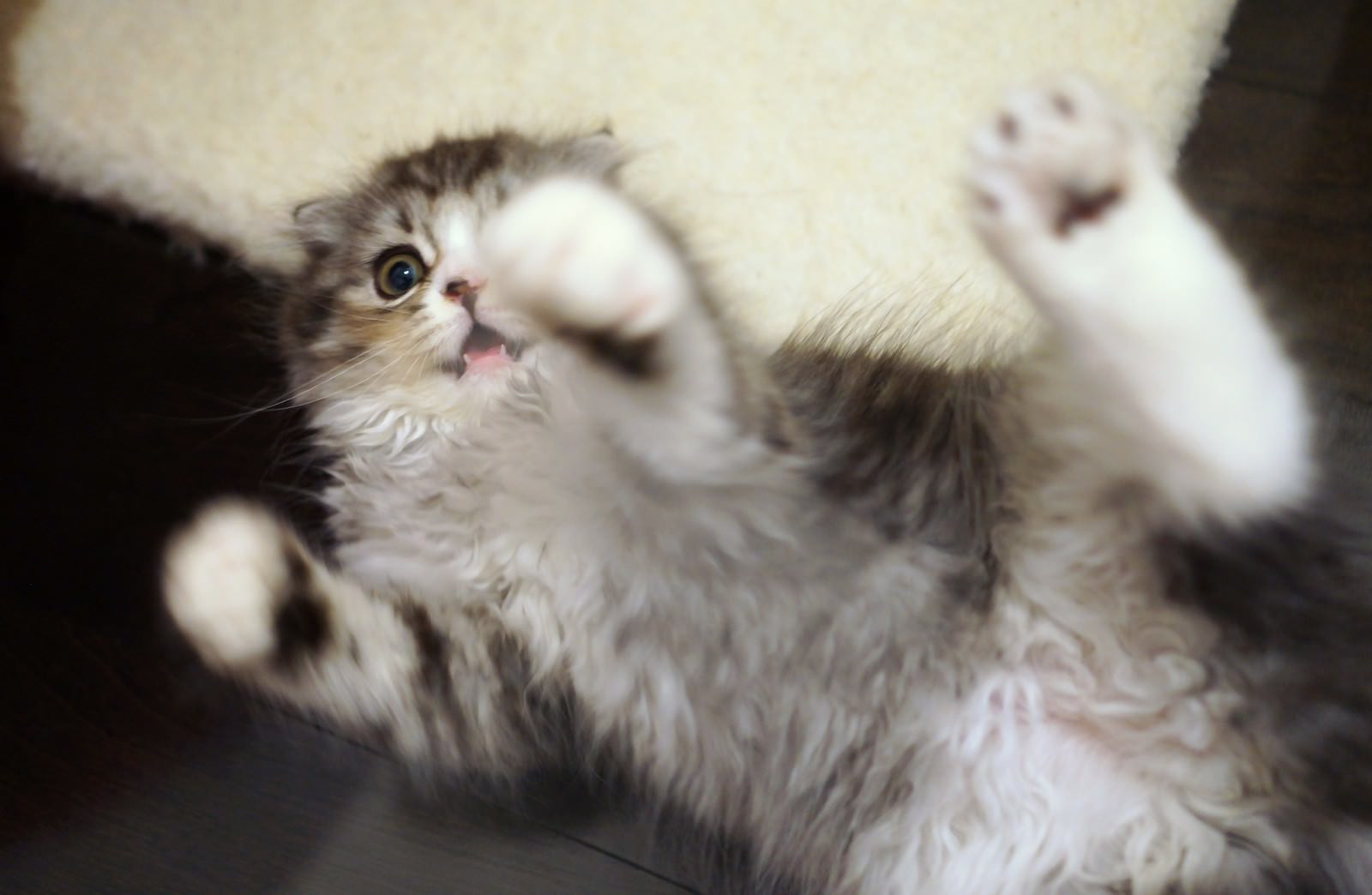 白とグレーの毛並みの子猫が仰向けになって前足を上げて遊ぶ