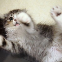 仰向けで前足を上げてじゃれる子猫の写真