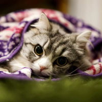 紫とピンクの毛布に覆われたスコティッシュフォールドの子猫の写真