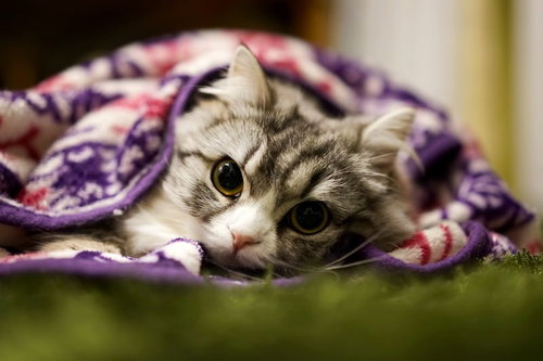 紫とピンクの毛布に覆われたスコティッシュフォールドの子猫