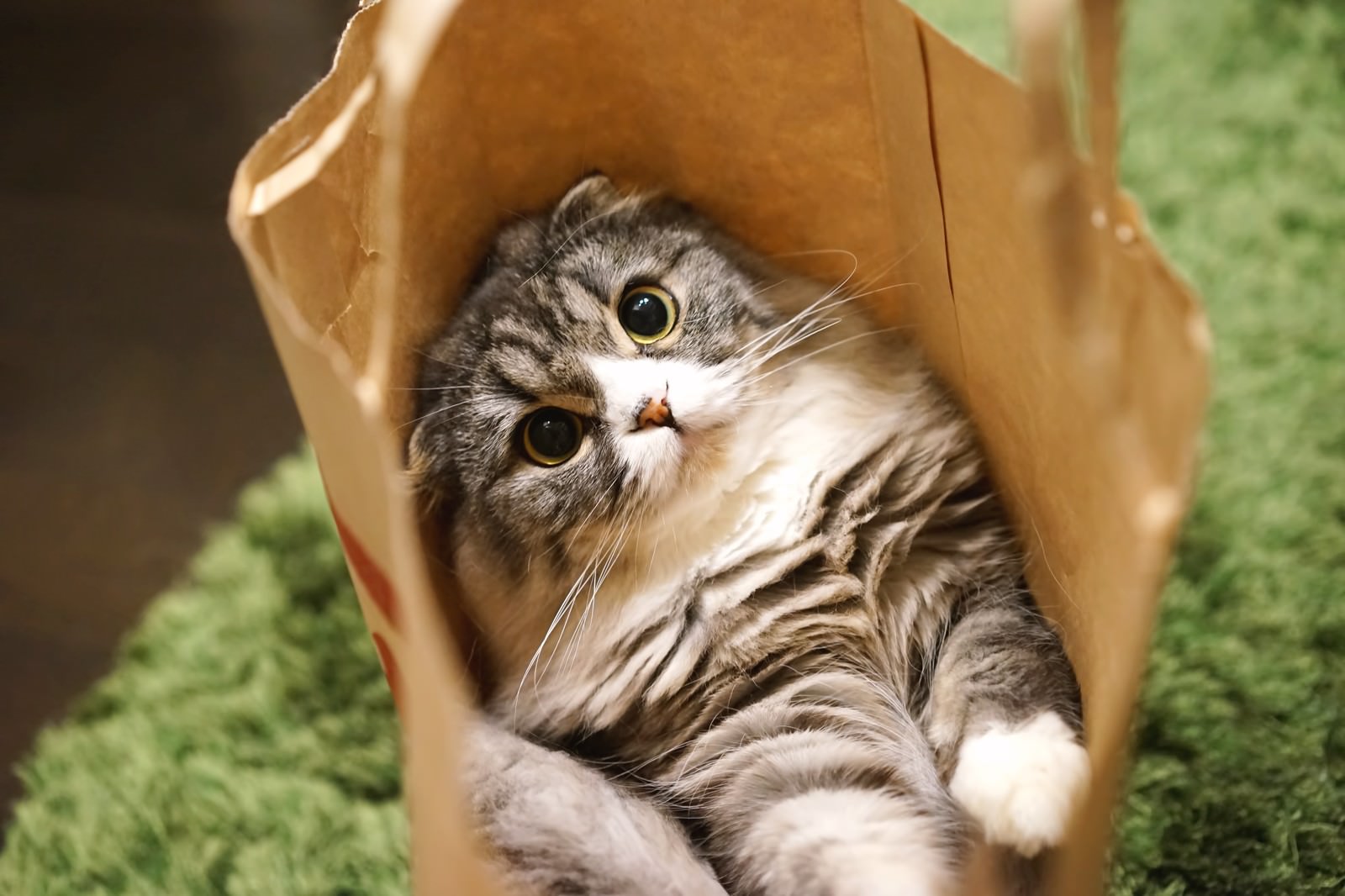 紙袋の中で仰向けに寝そべるスコティッシュフォールドの猫