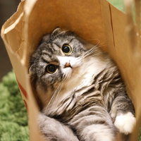 紙袋の中で仰向けに寝そべるスコティッシュフォールドの猫の写真