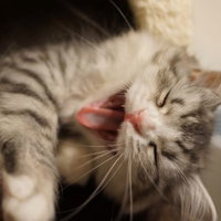 前足で顔を洗うスコティッシュフォールドの子猫の写真