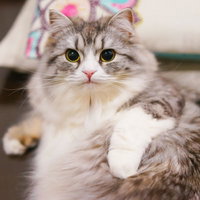 床に座って黄緑の目でこちらを見るグレー長毛のスコティッシュフォールドの写真