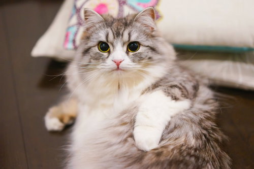 床に座って黄緑の目でこちらを見るグレー長毛のスコティッシュフォールド