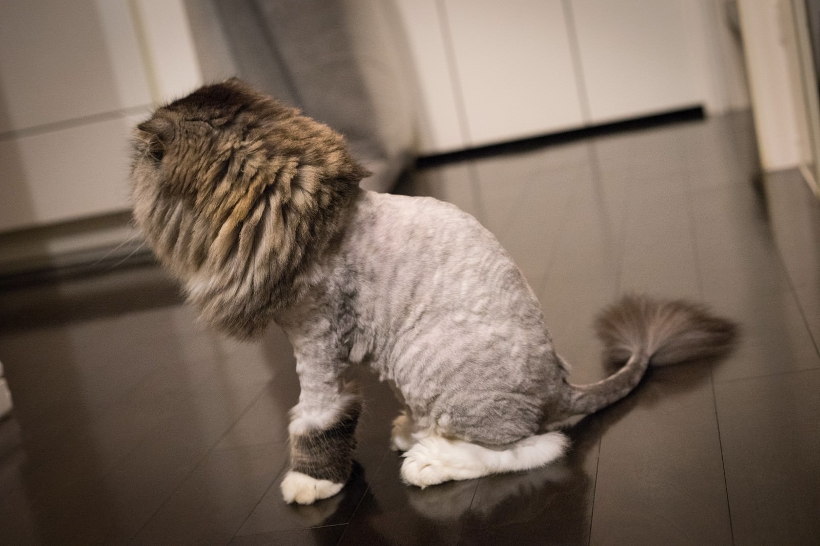 ライオンカット姿で床の上に立つスコティッシュフォールドの猫