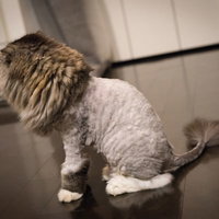 サマーカットされた猫（スコティッシュフォールド）の写真
