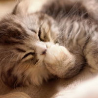 前足で顔を覆うスコティッシュフォールドの写真