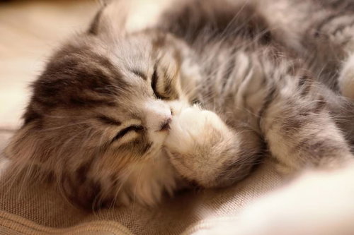 前足で顔を覆うスコティッシュフォールド