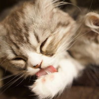 舌を出して毛づくろいするスコティッシュフォールドの写真