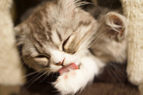 舌を出して毛づくろいするスコティッシュフォールド