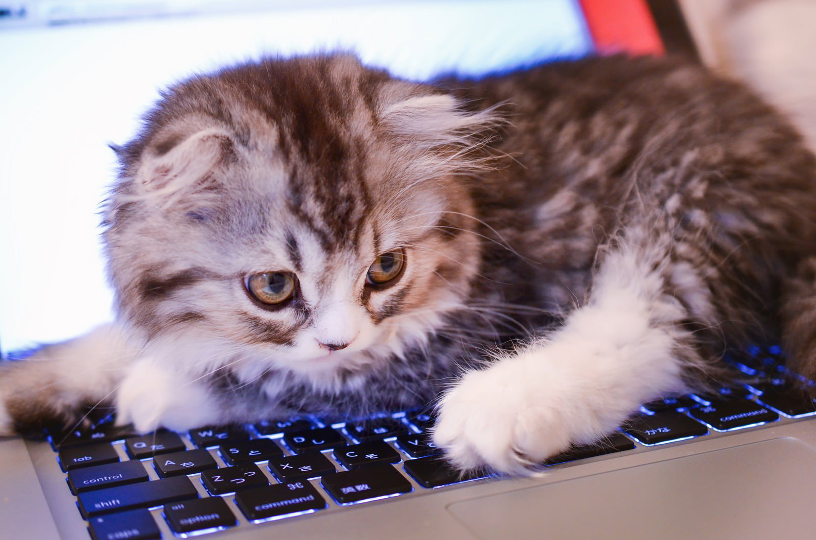 青く光るキーボードの上に前足を置く子猫