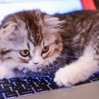 青く光るキーボードの上に前足を置く子猫の写真