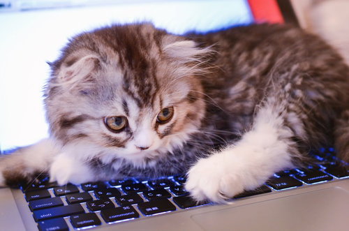 青く光るキーボードの上に前足を置く子猫