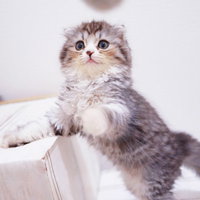箱の縁から立ち上がるスコティッシュフォールドの写真