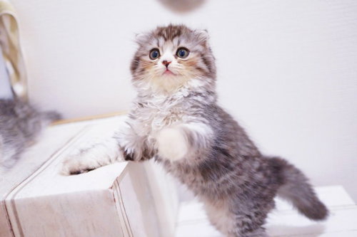 箱の縁から立ち上がるスコティッシュフォールド