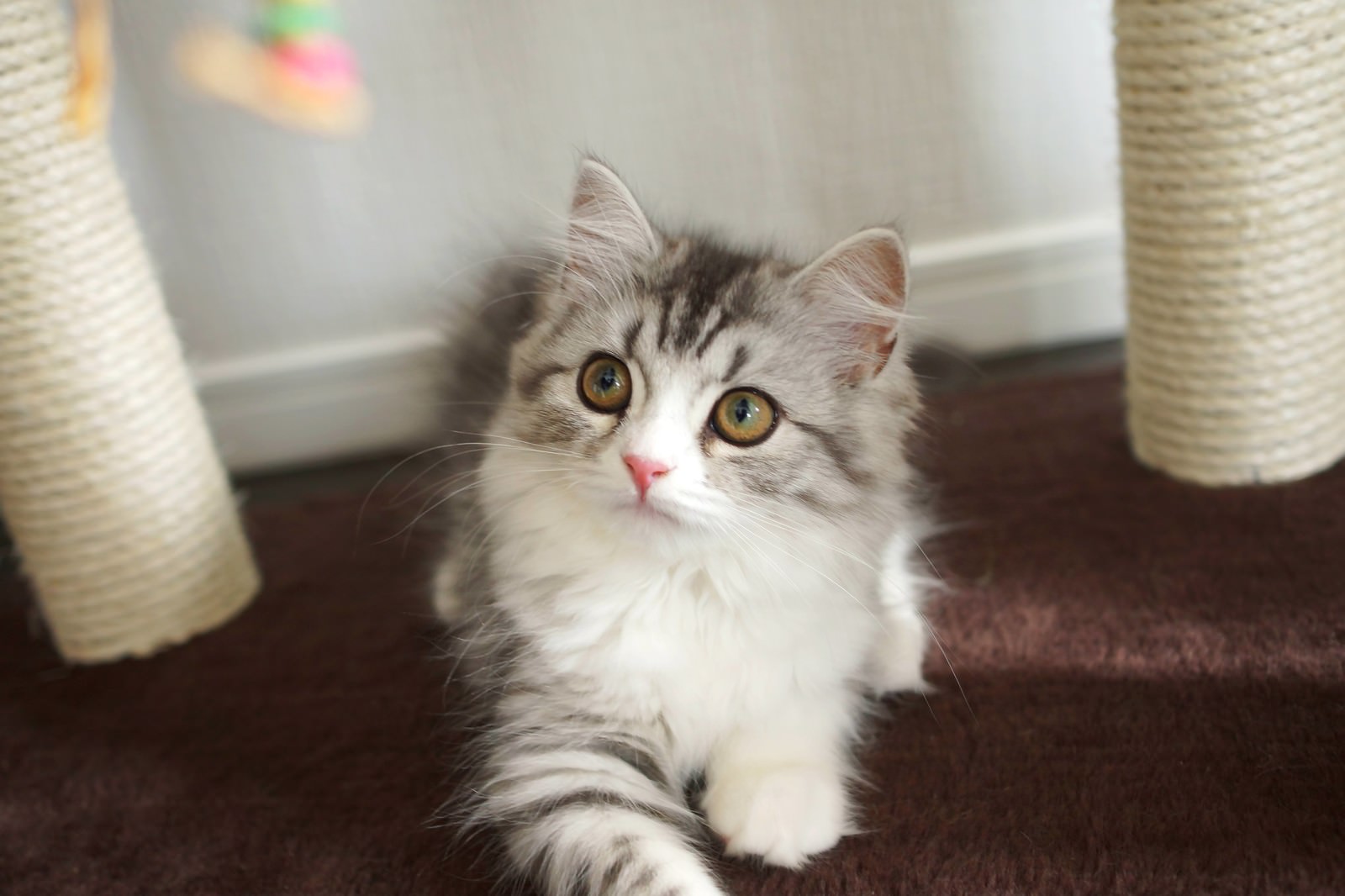 キャットタワーの前で正面を見つめるスコティッシュフォールド