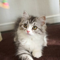 キャットタワーの前で見つめるスコティッシュフォールドの写真