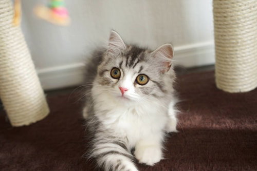 キャットタワーの前で見つめるスコティッシュフォールド