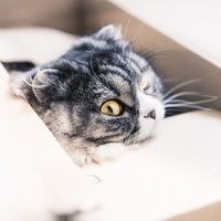 ダンボール箱から顔を出すスコティッシュフォールドの猫の写真