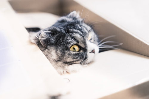 ダンボール箱から顔を出すスコティッシュフォールドの猫