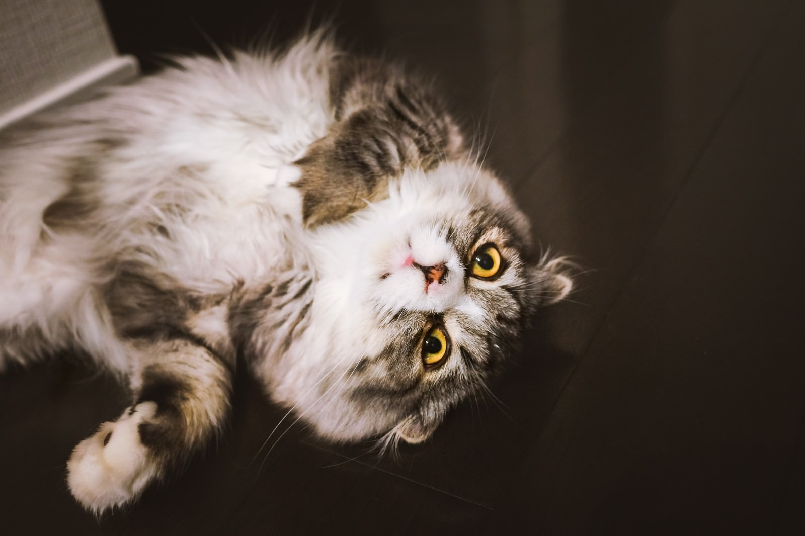 ひっくり返って上を見つめるスコティッシュフォールドの白と茶色の長毛猫