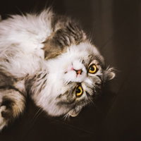 ひっくり返ってにらみをきかす長毛猫（スコティッシュフォールド）の写真