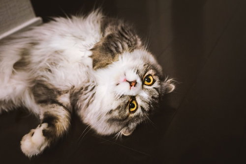 ひっくり返ってにらみをきかす長毛猫（スコティッシュフォールド）