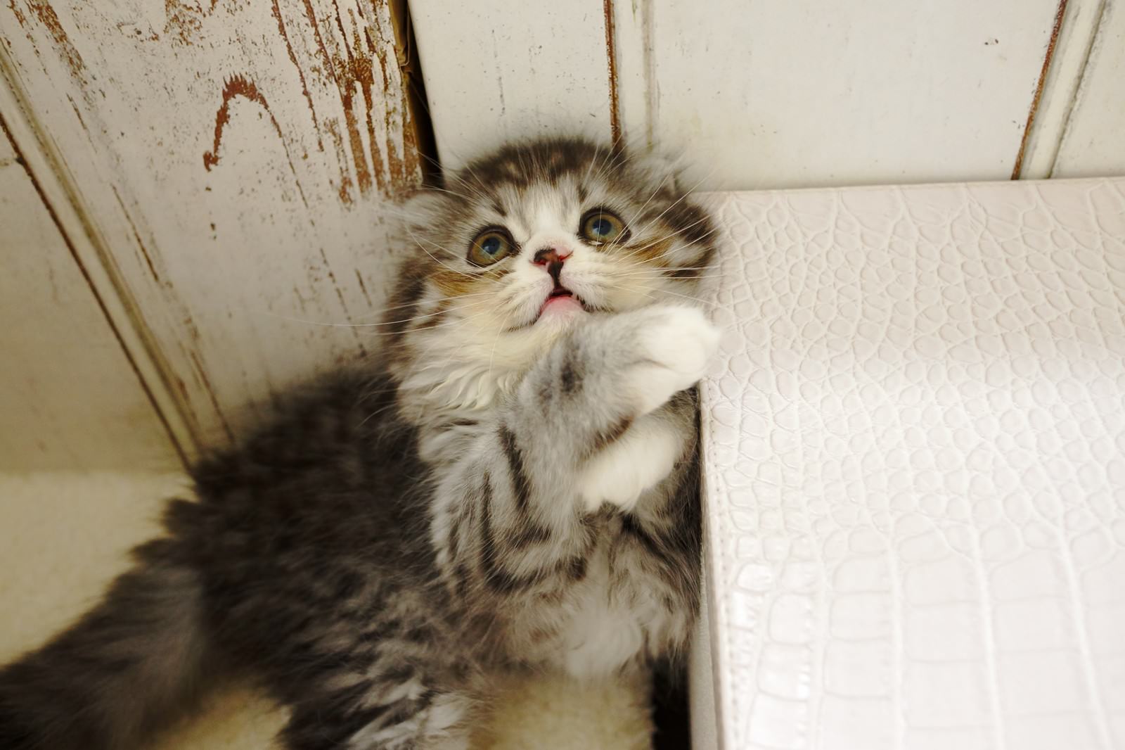 片前足を上げて上を見上げるスコティッシュフォールドの子猫