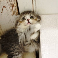 片前足を上げて見上げるスコティッシュフォールドの写真