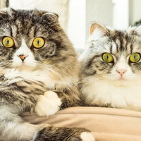 黄色い目で並んで座る茶色と灰色の縞模様のスコティッシュフォールド2匹の写真