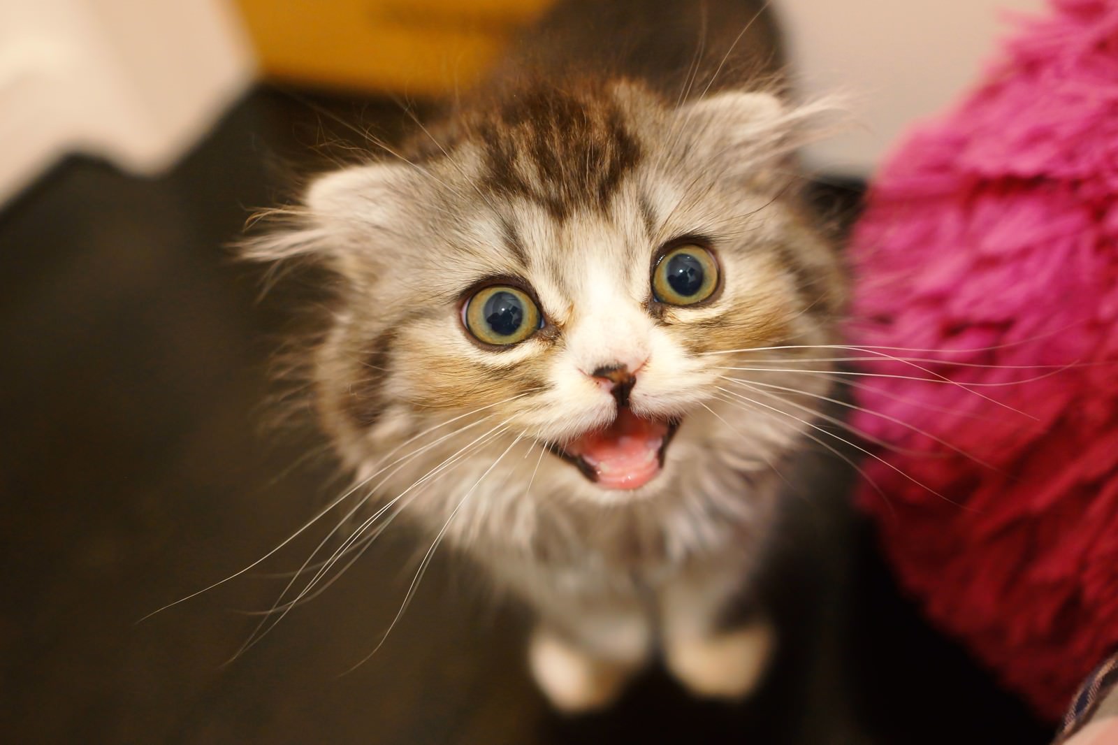 口を開けて鳴くスコティッシュフォールドの子猫
